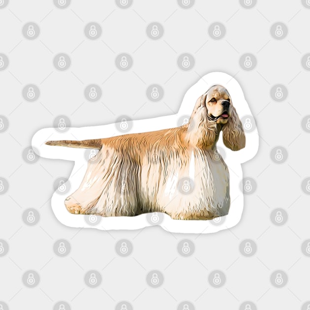 Golden american cocker spaniel shop